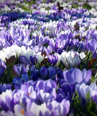 Nel segno del Giglio 2025, il giardinaggio di qualità