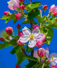 Merano Flowers Festival