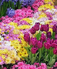 Festa di Primavera: piante, fiori, articoli per il verde e giardinaggio