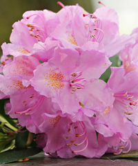 Festa dei Fiori a Primulacco