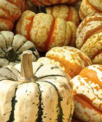 Mostra dall'A... alla Zucca