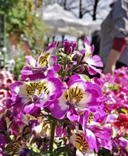 VerdeMura, mostra mercato del giardinaggio e del vivere all'aria aperta