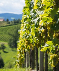 Mostra dei Vini del Montello e dei Colli Asolani