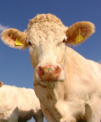 Transumanza delle bestiame a Castelrotto
