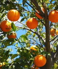 Sagra dell'Arancia Rossa di Sicilia IGP