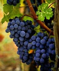 Revival Folcloristico dell'uva e del Vino Montonico