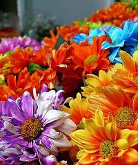 Mercatino di Primavera 2026, colori e profumi a Lazzate