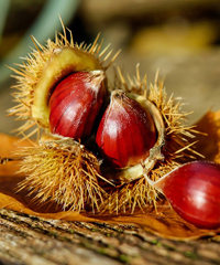 Settimane della Castagna a Velturno
