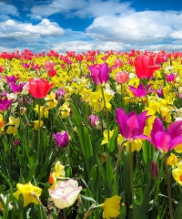 Mostra mercato del verde