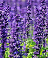 Sanremo in Fiore 2026