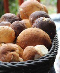 Sagra di San Girolamo e Festa dei funghi