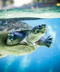 Esotika Pet Show, il salone dedicato agli animali