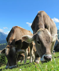 Ritorno del bestiame dall'Alpeggio