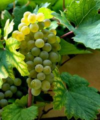 L'Uva Noscia, la festa dell'uva da tavola 2023 a Grottaglie