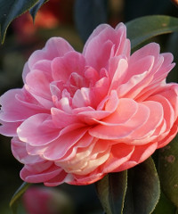 Mostra della Camelia e dei fiori di primavera