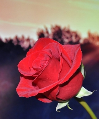 Festa del Roseto, oltre 200 rose in mostra