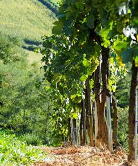 Di maso in maso...di vino in vino - Via Giacomo Matteotti 39, Lavis (TN) - Edizione 2025 Il 25 aprile le Colline Avisiane tornano a fare da palcoscenico ad uno degli eventi primaverili più attesi: Di Maso in Maso, di Vino in...