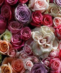 Country Rose, la mostra mercato di rose antiche, inglesi e francesi