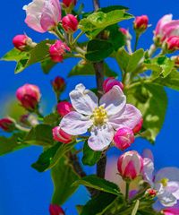 Merano Flowers Festival - Piazza Duomo 4, Merano (BZ) - Edizione 2025 È la festa dei fiori e delle piante, dei colori e dei profumi. Per quattro giorni, la Passeggiata Lungo Passirio nel suo tratto più eleg...