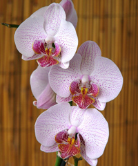 Orchidee dal Mondo a Villa Mondragone di Monte Porzio Catone