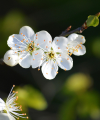 Sagra di Primavera, i sapori tipici della Romagna 2026