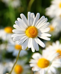 Primavera in Valnerina