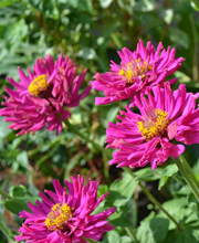 Noventa in Fiore, festa di primavera