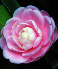 Le Giornate delle Camelie, la bellezza a Villa della Porta Bozzolo