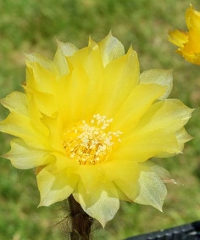 Festa dei fiori 2026, una colorata invasione in centro