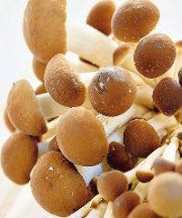 Sagra dei funghi 2026