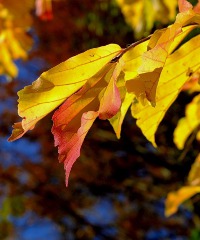 Fiera d'Autunno, mostra mercato di piante e fiori