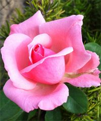 Sagra delle Rose a Fonte Nuova