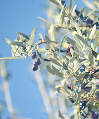 Rassegna della Passione a Polverigi