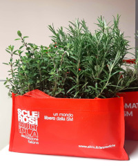 Tornano le erbe aromatiche AISM a sostegno della ricerca a Frosinone e provincia