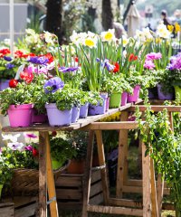 Giardini d'Autore, la mostra mercato di giardinaggio