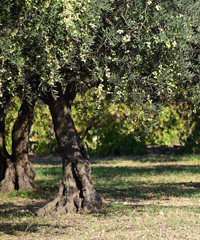 Olio in Villa e Oliveti aperti