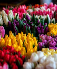 Fiera Verde - Tradizioni e Sapori, mostra del biologico