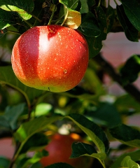 Mercato della Terra di Padernello 2025 - Via Camillo Benso Conte di Cavour 1, Borgo San Giacomo (BS) - Il cibo di qualità Al Mercato della Terra di Padernello, un progetto Slow Food riservato a piccoli agricoltori e produttori artigiani, trovi prodotti...