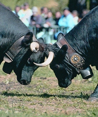 Batailles de Reines 2026, regine in competizione