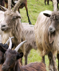 26a Fiera delle capre e 24a Fiera dell'asinello 2026