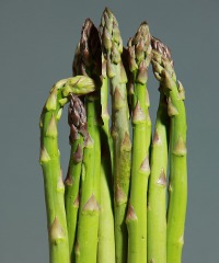 Sagra dell'asparago