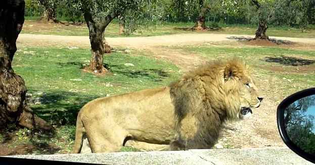 zoo-safari