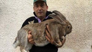 Giosuè il coniglio gigante