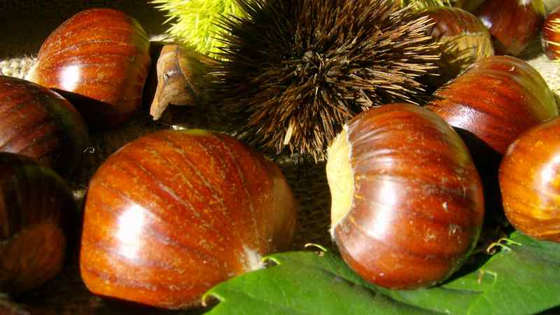 castagne-marroni