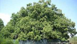 Castagno Cento Cavalli - Sant'Alfio (CT)