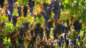 vite_valpolicella