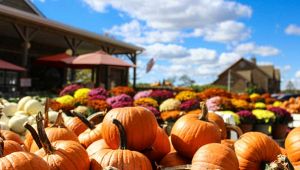 Feste e Sagre in Italia