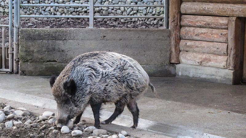 Aumentano gli animali selvatici nelle città italiane