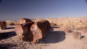 La foresta fossile di Dunarobba