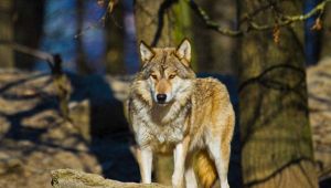 È di nuovo caccia al lupo? Ecco le regioni più popolate